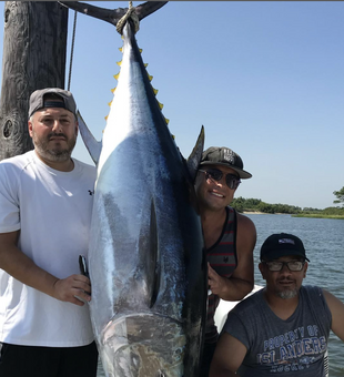 Tuna Frenzy In New York! 